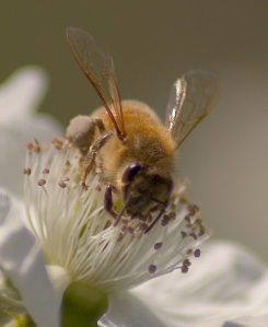 Bees-flys 027